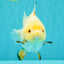 A Grade Chicken White Yuanbao Female 5 inches #062626YB_15
