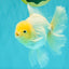 A Grade Strong Body Structure White Oranda Male 5.5-6 inches #062626OR_24