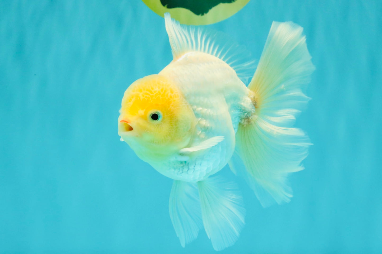 A Grade Strong Body Structure White Oranda Male 5.5-6 inches #062626OR_24