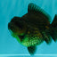 A Grade High Back Black Yuanbao Female 4.5-5 inches #100226YB_12