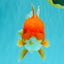 AAA Grade Red Oranda Female 6.5 inches #071026OR_24