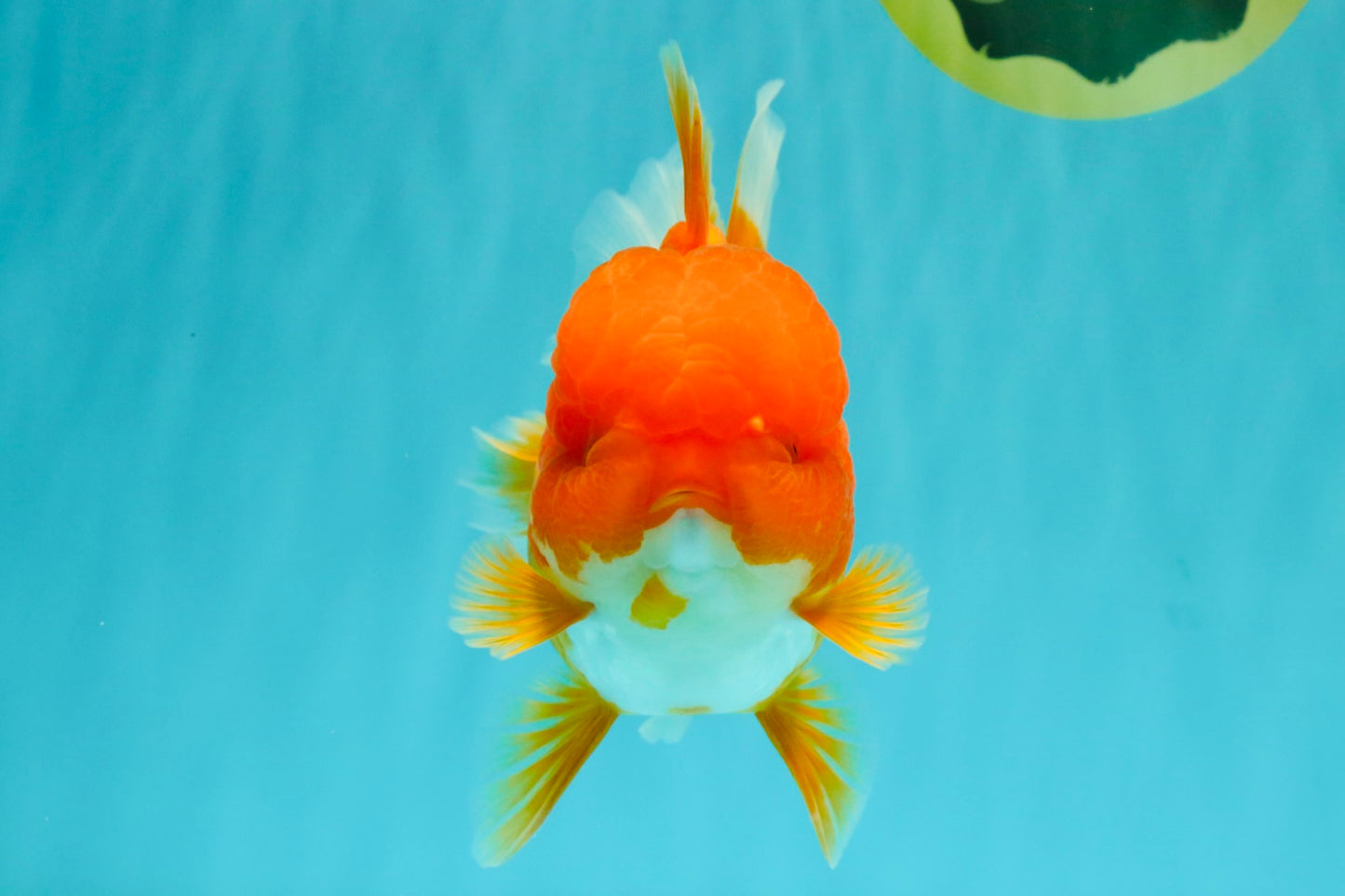 AAA Grade Red Oranda Female 6.5 inches #071026OR_24