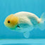 White Lionchu Male 4 inches #0927LC_07