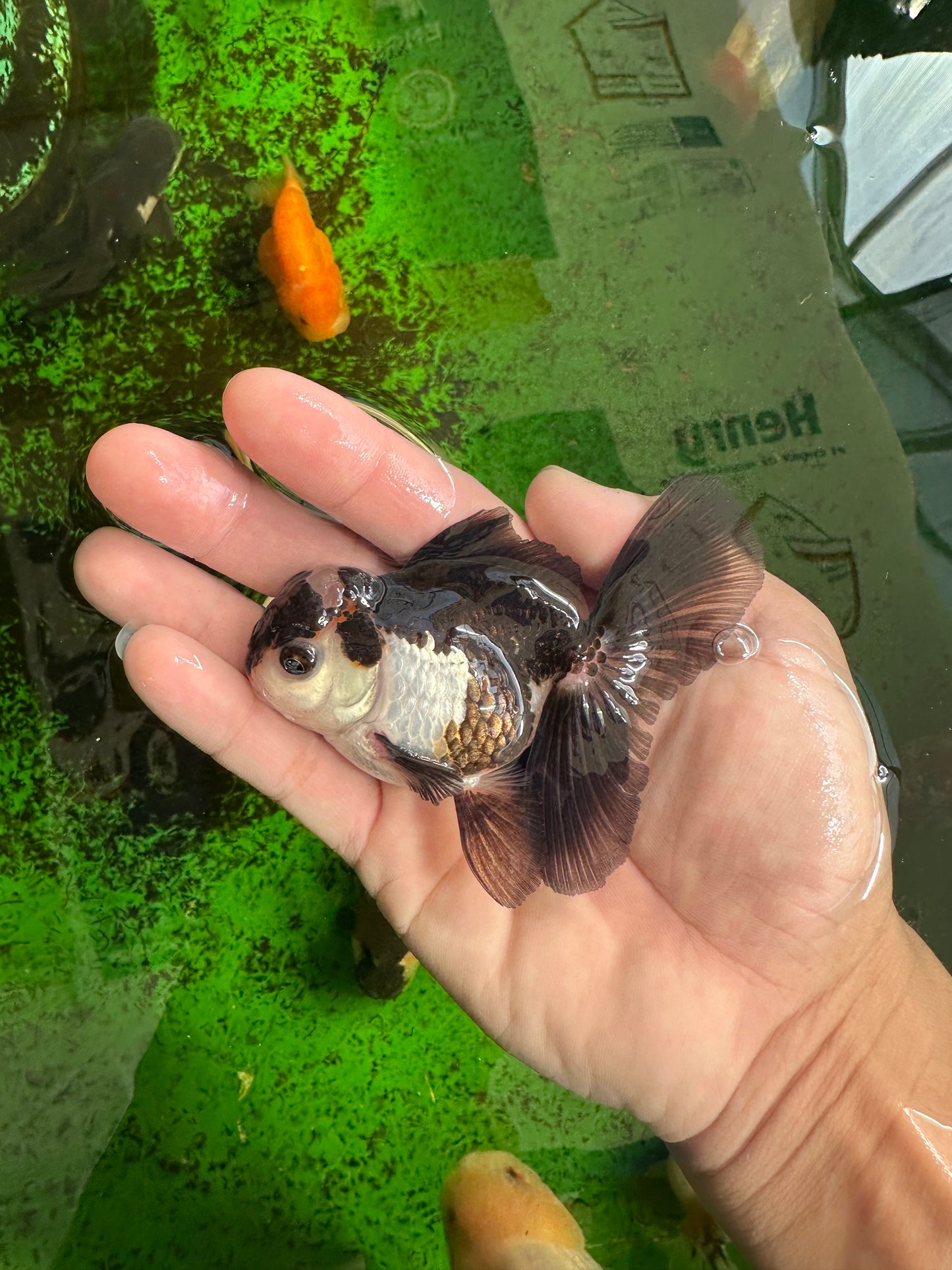 Panda Oranda Male 3.5 inches #1011OR_25