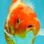 A Grade Kohaku Sakura Yuanbao Female 5 inches #100226YB_14