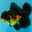 CHONKY A Grade Apache Oranda Male 5.5-6  inches #041026OR_13
