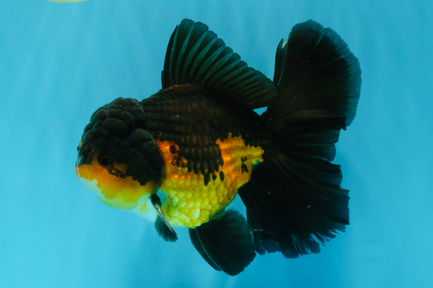 CHONKY A Grade Apache Oranda Male 5.5-6  inches #041026OR_13