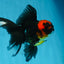 LAVA A Grade Tricolor Oranda Male 5 inches #082225OR_22
