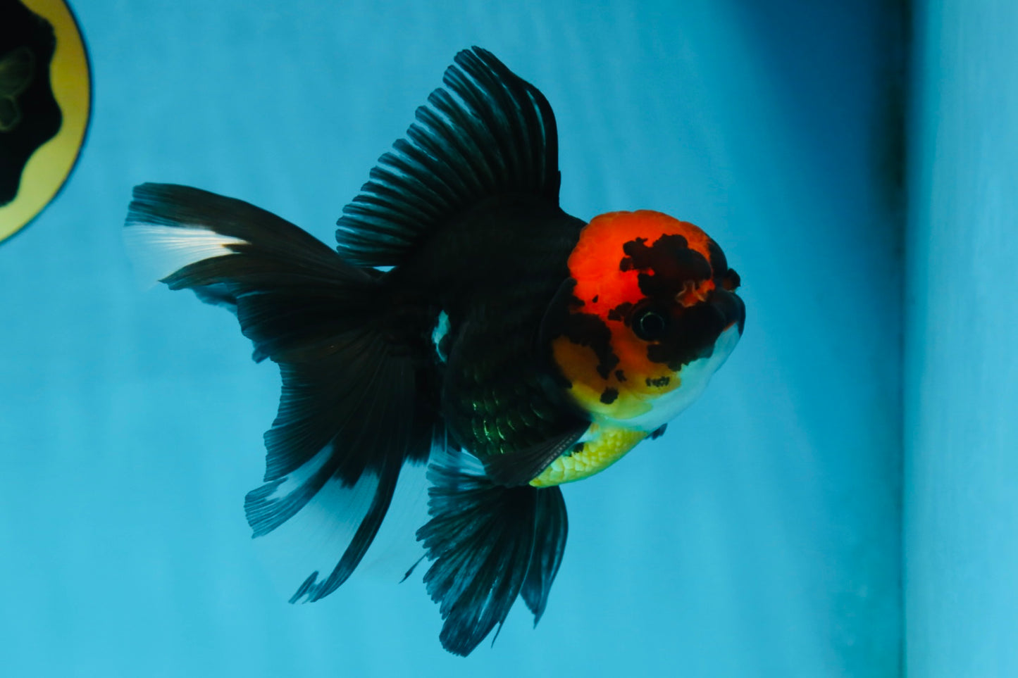 LAVA A Grade Tricolor Oranda Male 5 inches #082225OR_22