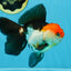 Tricolor Oranda Female 5.5 inches #100325OR_14