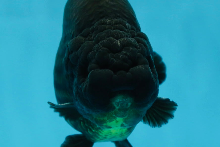 AAA Grade Strong Body Structure Godzilla Black Ranchu Male 5-5.5 inches #052325RC_15