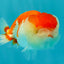 BIG WEN Red White Lionchu Female 4.5 inches #051526LC_16