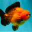 CHARLIE AAA Grade Apache Yuanbao Male 6.5 inches #071726YB_14