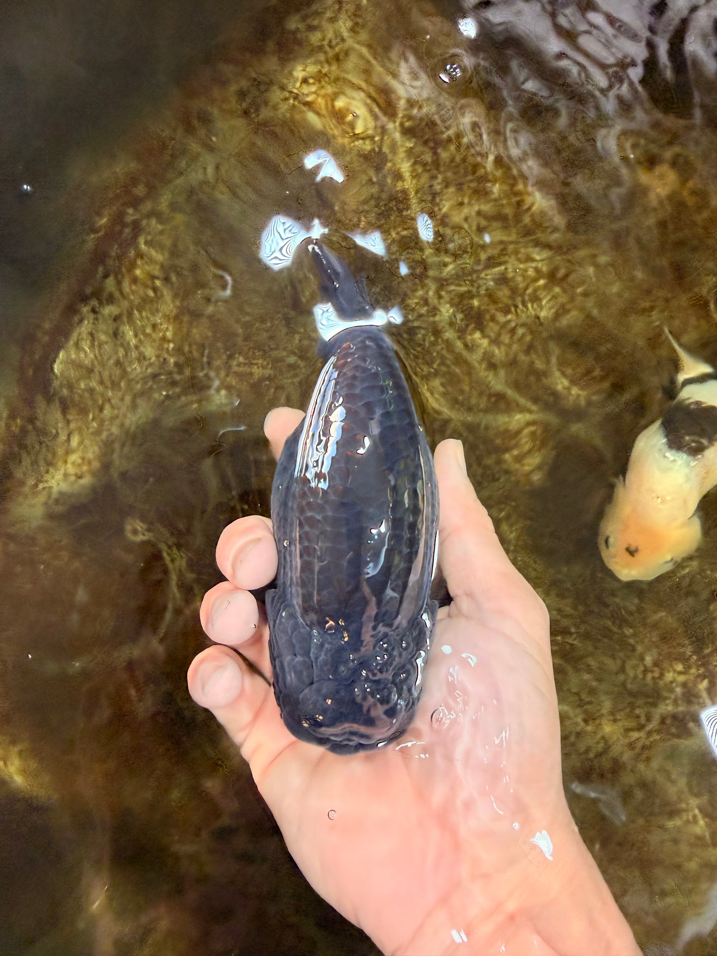 AAA Grade Black Strong Body Structure LionQueen 5.5 inches #101725LC_21