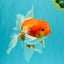 A Grade Red White Oranda Male 5.5 inches #102326OR_10