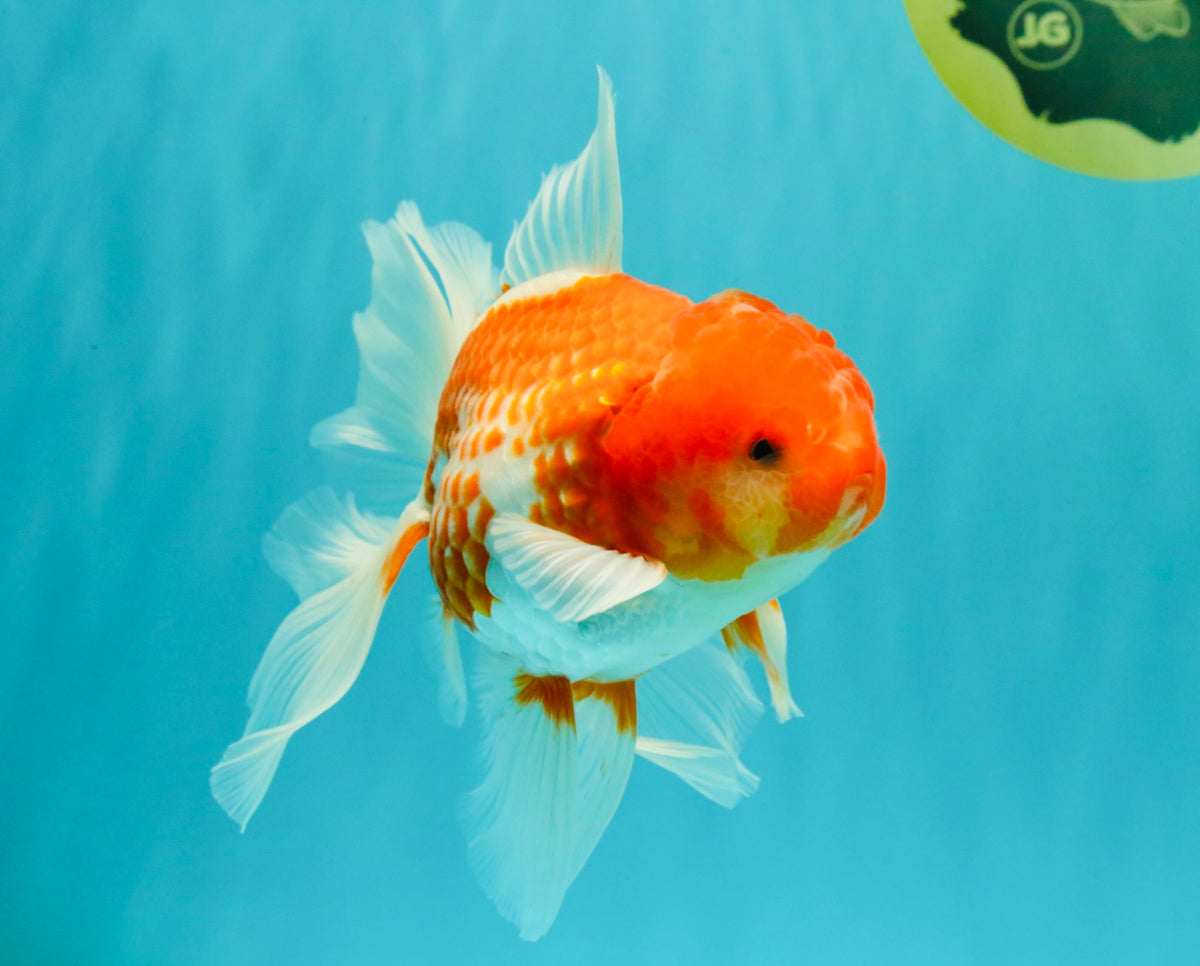 A Grade Red White Oranda Male 5.5 inches #102326OR_10