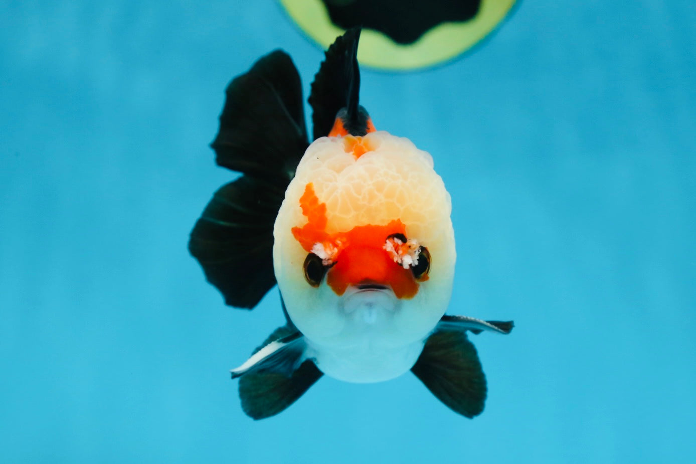 A Grade Adorable Pompom Tricolor Yuanbao Male 4-4.5 inches #071125YB_19