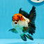 Tricolor Oranda Female 4.5 inches #0920OR_30