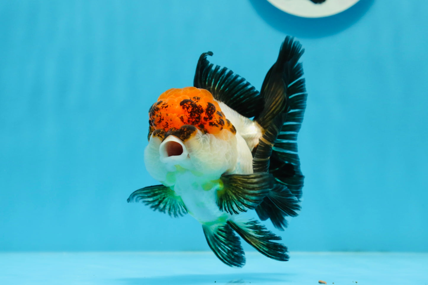 Tricolor Oranda Female 4.5 inches #0920OR_30