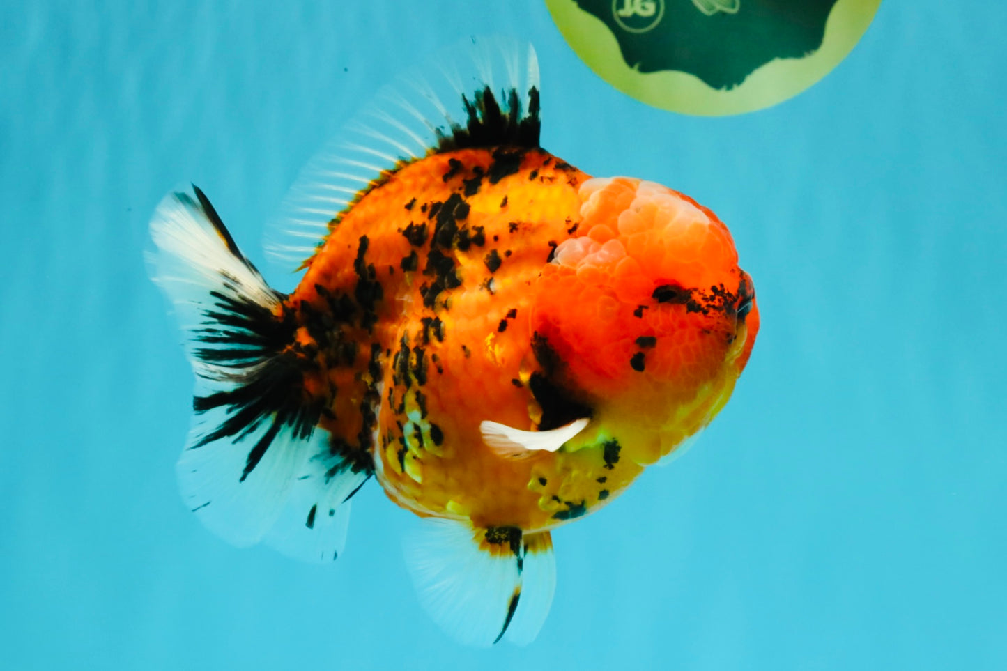 AAA Grade Godzilla Tiger Yuanbao Male 5-5.5  inches #031326YB_21