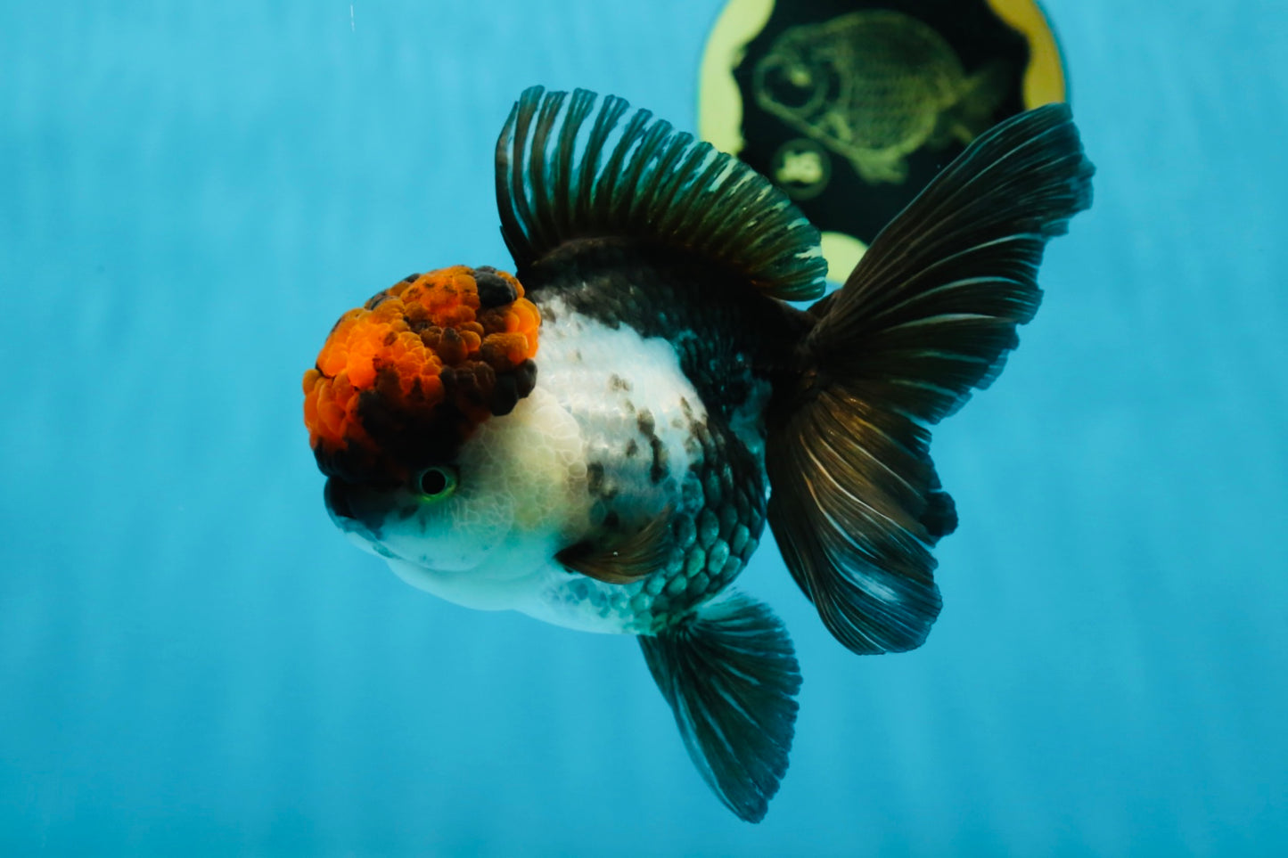 A Grade Fire Tricolor Oranda Female 5 inches #050225OR_02