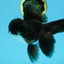 BATMAN A Grade Panda Oranda Male 5.5-6 inches #111425OR_19