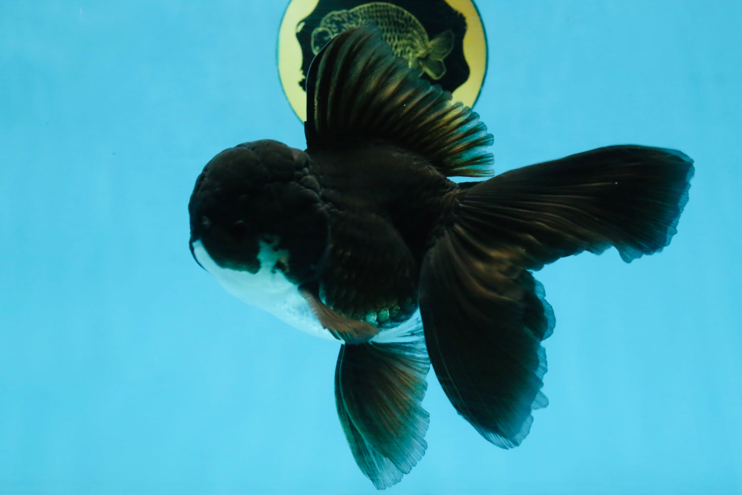 BATMAN A Grade Panda Oranda Male 5.5-6 inches #111425OR_19