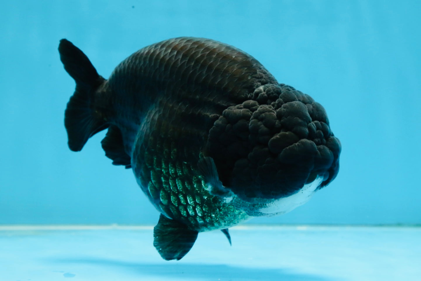 AAA Grade Black Strong Body Structure LionQueen 5.5 inches #101725LC_21