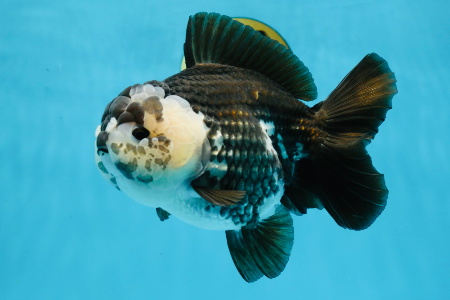 AAA Grade FLUFFY Panda Yuanbao Female 6-6.5 inches #100325YB_05