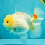 A Grade White Oranda Female 6.5 inches #071726OR_18