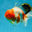 A Grade SPECIAL Sakura Oranda Female 5.5-6 inches #051625OR_14