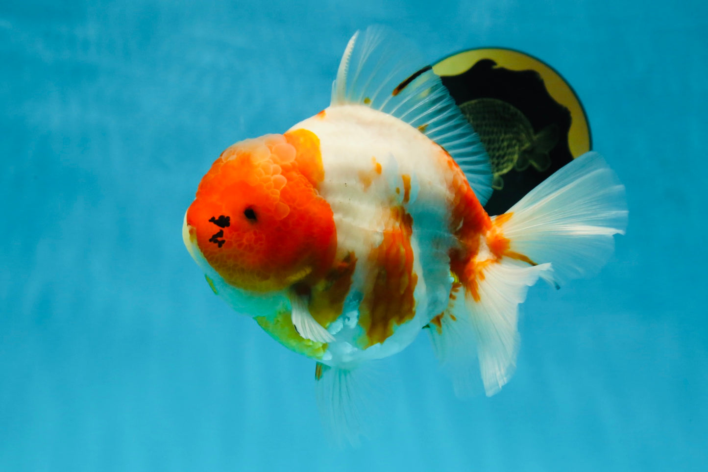 A Grade SPECIAL Sakura Oranda Female 5.5-6 inches #051625OR_14