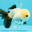 Panda Oranda Male 5 inches #032026OR_12
