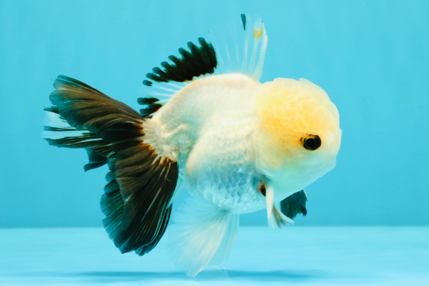 Panda Oranda Male 5 inches #032026OR_12