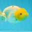 Lemonhead Lionchu Male 4-4.5 inches #0927LC_10