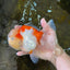 A Grade FLUFFY WEN Sakura Oranda Female 6  inches #091225OR_14