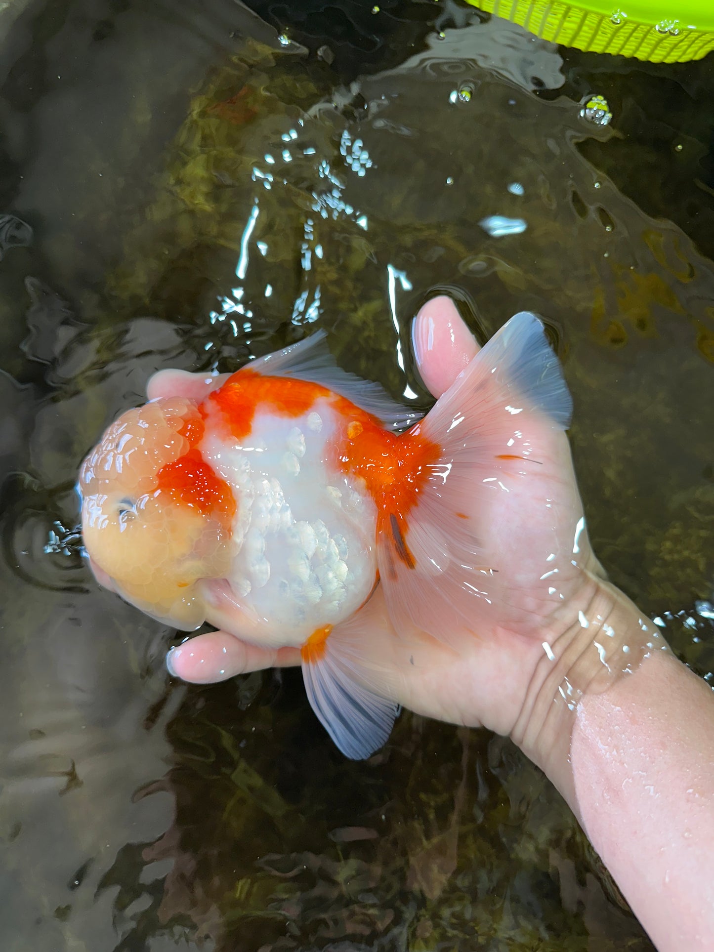 A Grade FLUFFY WEN Sakura Oranda Female 6  inches #091225OR_14
