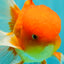 A Grade Red White Oranda Male 6 inches #081426OR_13