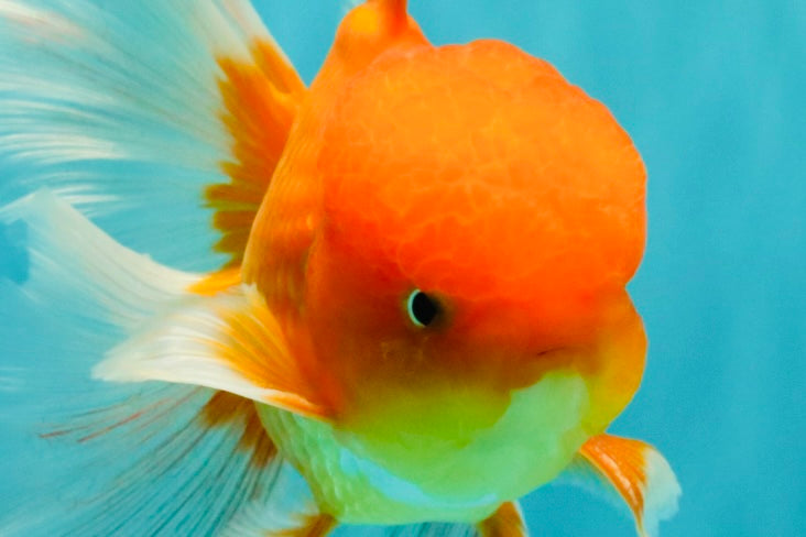 A Grade Red White Oranda Male 6 inches #081426OR_13