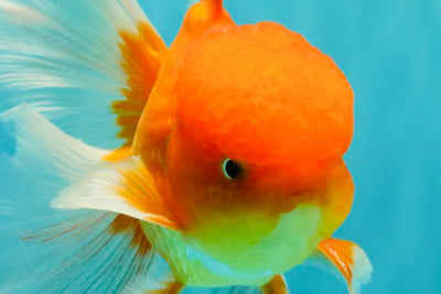 A Grade Red White Oranda Male 6 inches #081426OR_13