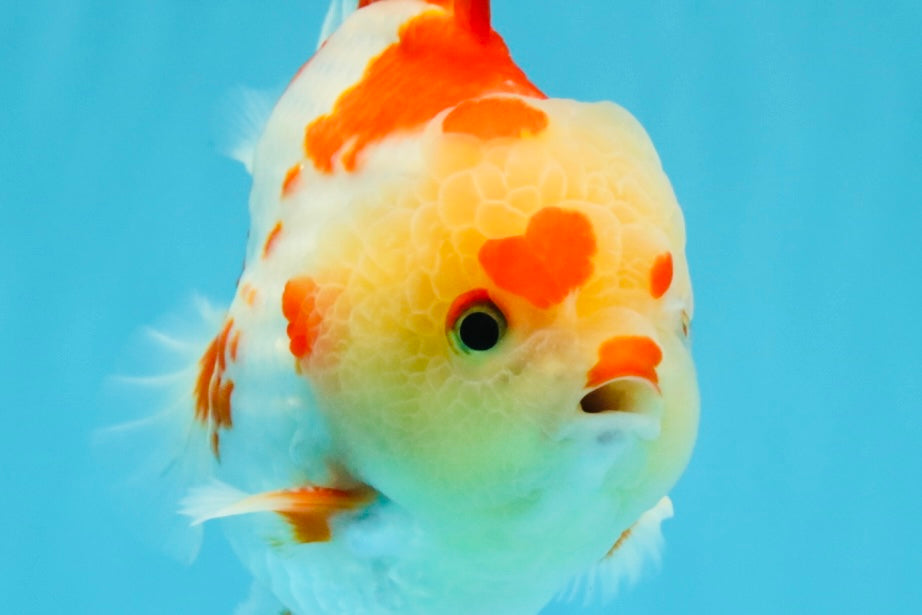 SUPER Cutie AAA Grade Red White Yuanbao Male 5 inches #032726YB_01