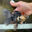 A Grade Tricolor Oranda Female 5.5-6 inches #062725OR_24