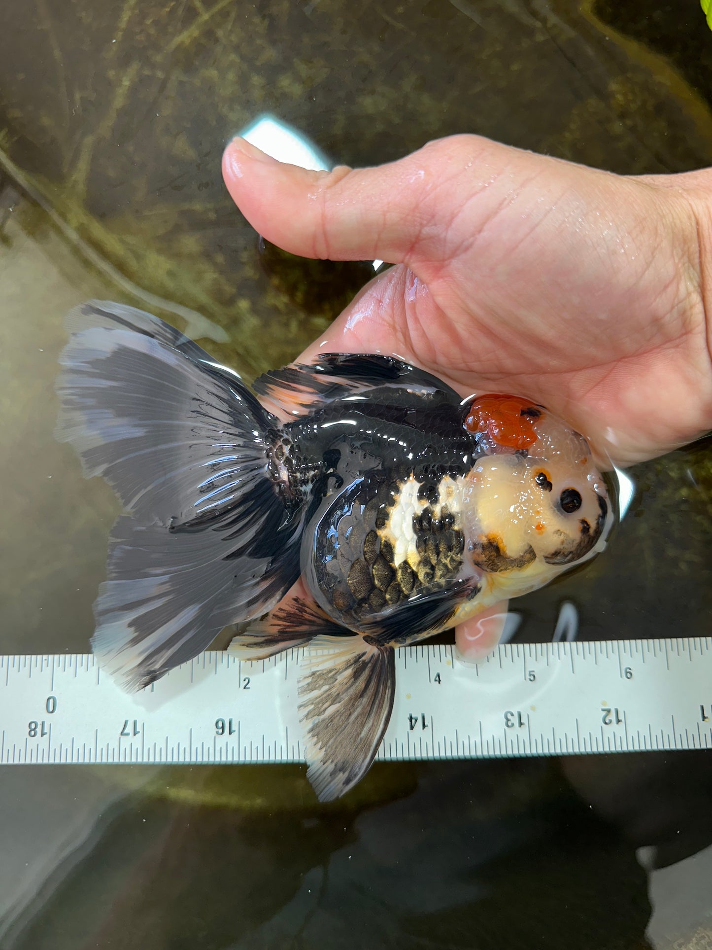 A Grade Tricolor Oranda Female 5.5-6 inches #062725OR_24