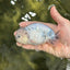 Blue Base Ocean Marble Ranchu Male 5 inches #011025RC_05