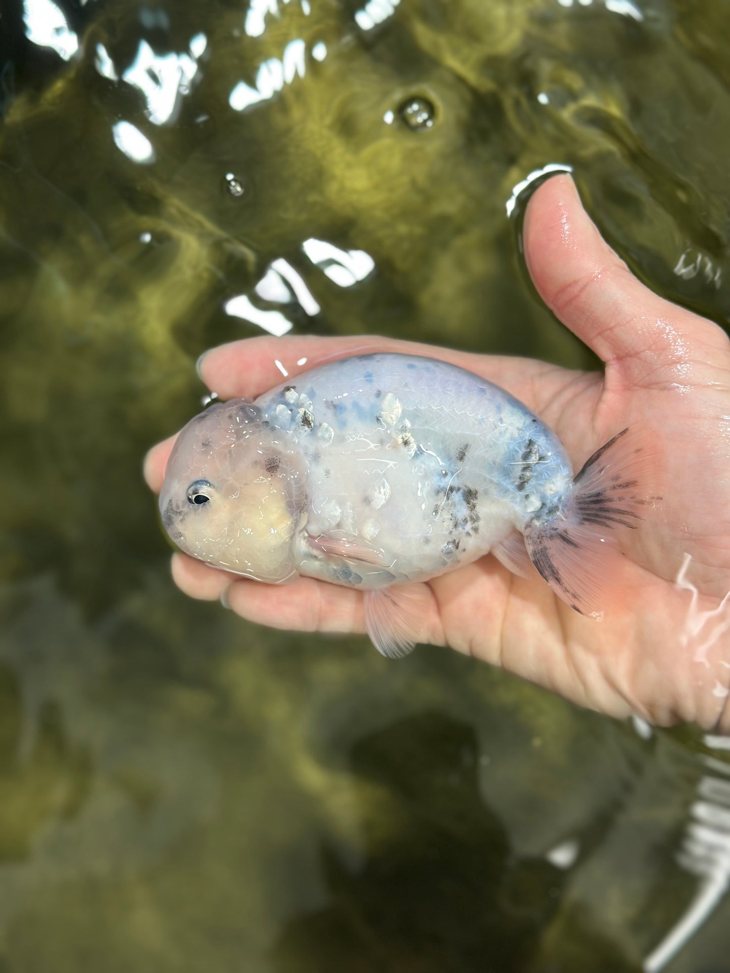 Blue Base Ocean Marble Ranchu Male 5 inches #011025RC_05