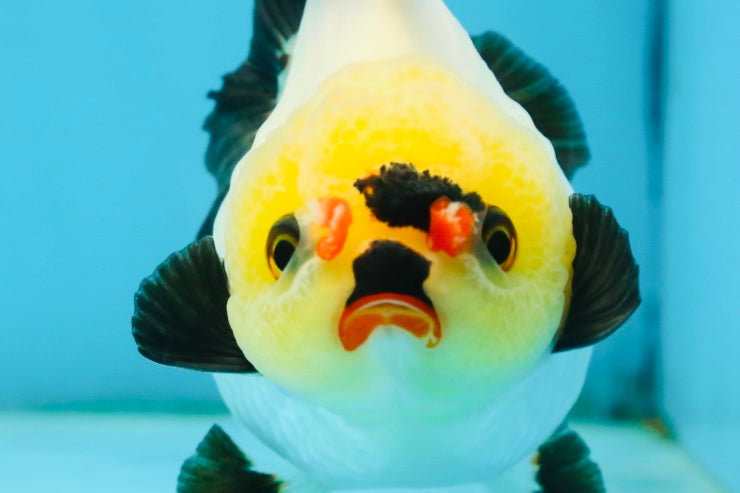 A Grade Pompom Tricolor Button Eyes Yuanbao Female 3.5-4 inches #062725YB_11