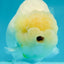 AAA Grade 🍋 Lemonhead Chunky Snow White Lionking 4.5-5 inches #122923LC_15
