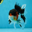 A Grade Tricolor Oranda Male 5.5 inches #051625OR_30