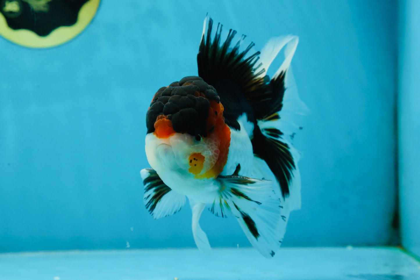 A Grade Tricolor Oranda Male 5.5 inches #051625OR_30