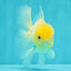 A Grade White Oranda Male 4.5-5 inches #071726OR_23